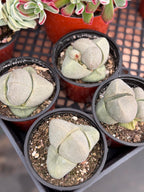 Pleiospilos Nelii Split Rock | Rare Live Succulent Plant | 4-Inch Pot Size