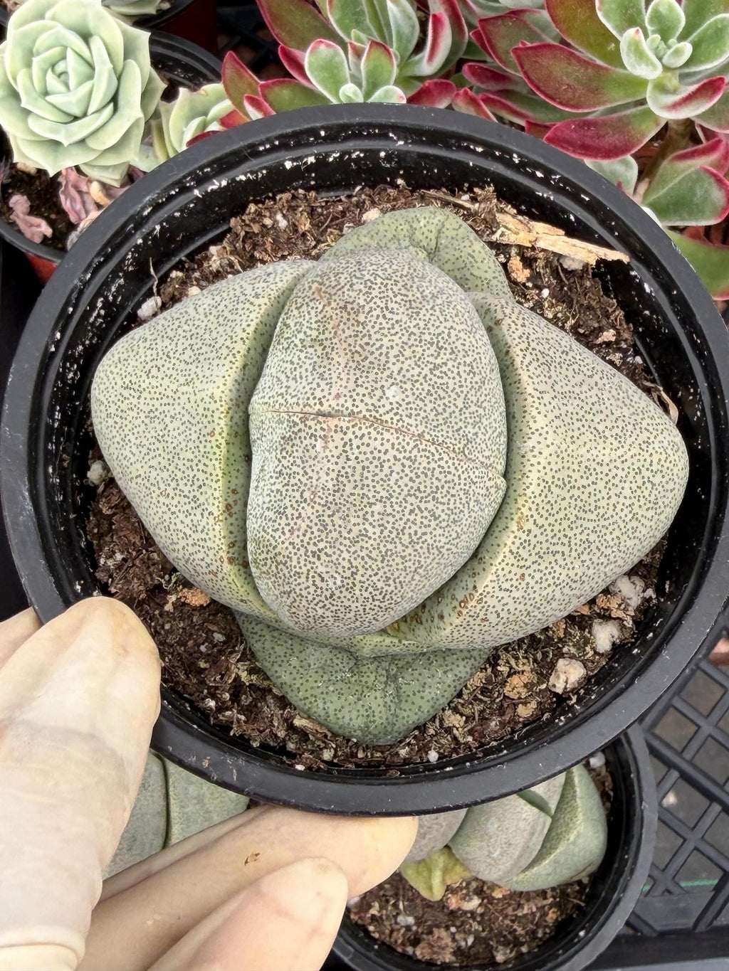 Pleiospilos Nelii Split Rock | Rare Live Succulent Plant | 4-Inch Pot Size