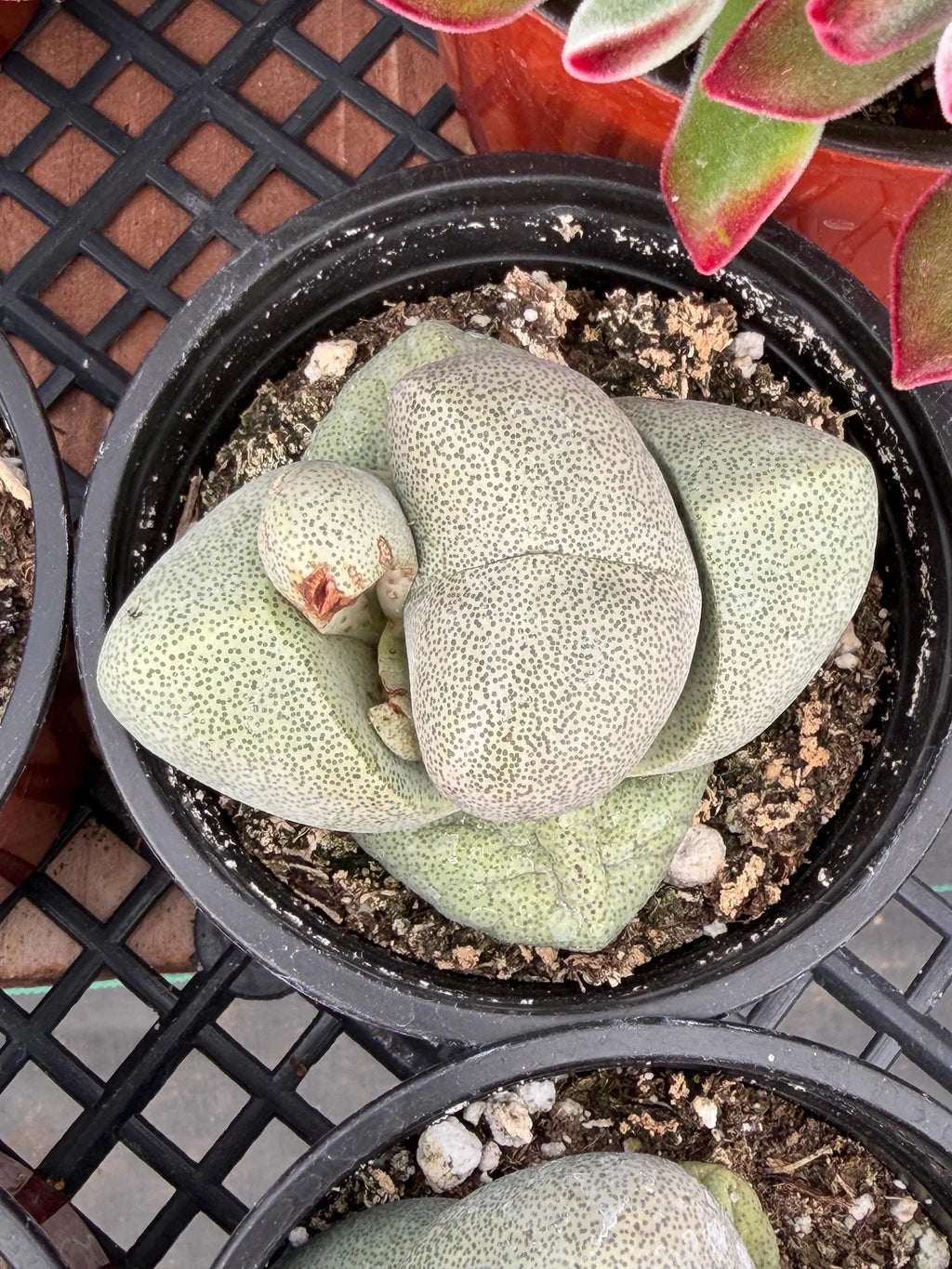 Pleiospilos Nelii Split Rock | Rare Live Succulent Plant | 4-Inch Pot Size