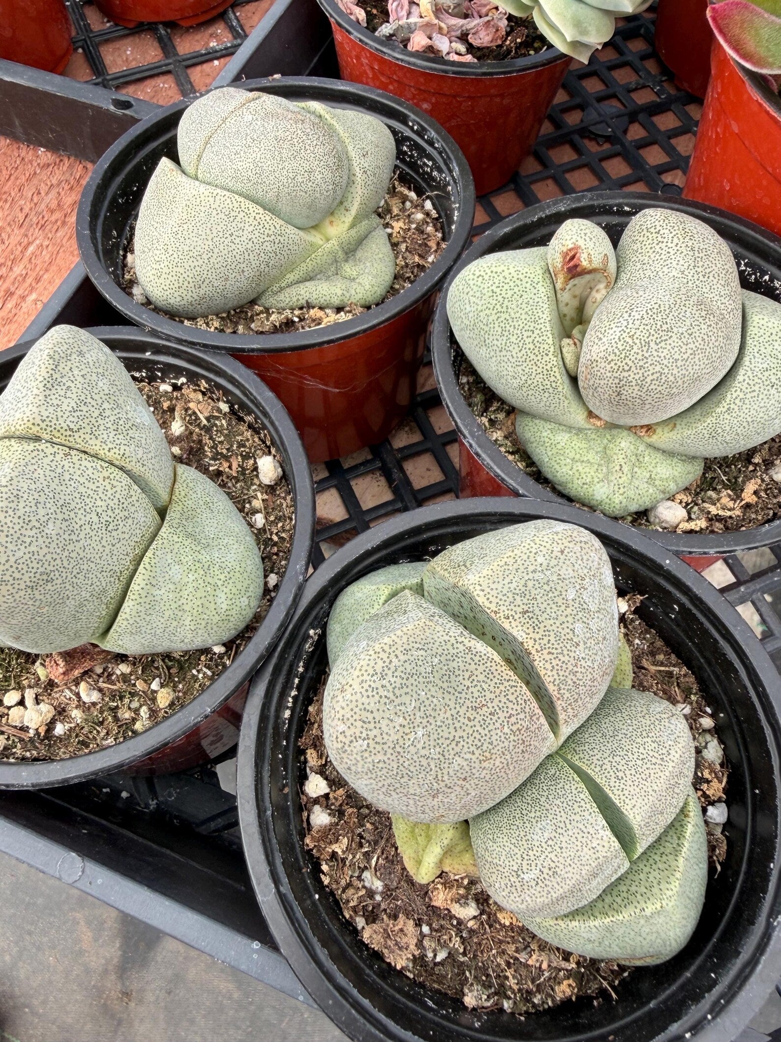 Pleiospilos Nelii Split Rock | Rare Live Succulent Plant | 4-Inch Pot Size