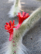 Hairy Monkey Tail Cactus | White Fuzzy Trailing Cactus | Live Succulent Cutting