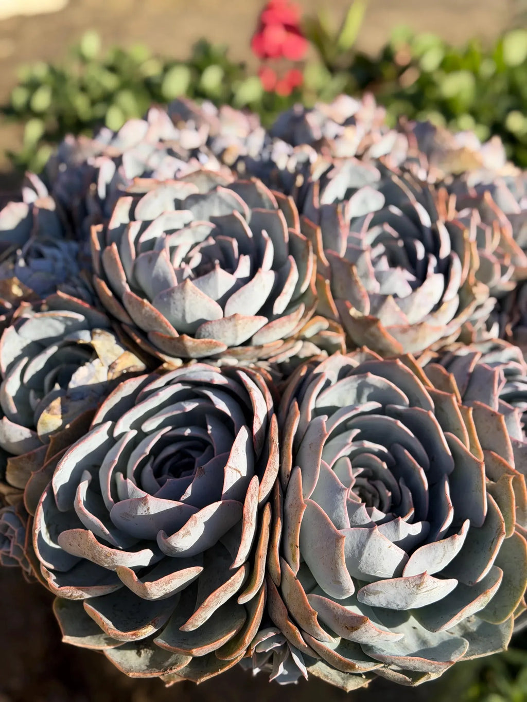 Large Purple Echeveria Cluster