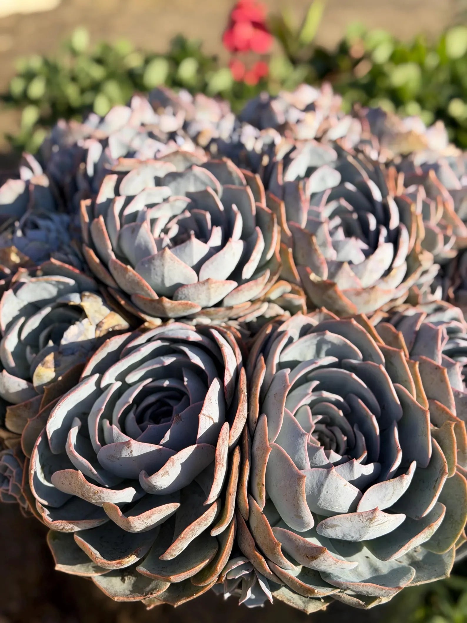 Large Purple Echeveria Cluster
