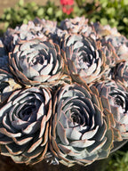 Large Purple Echeveria Cluster