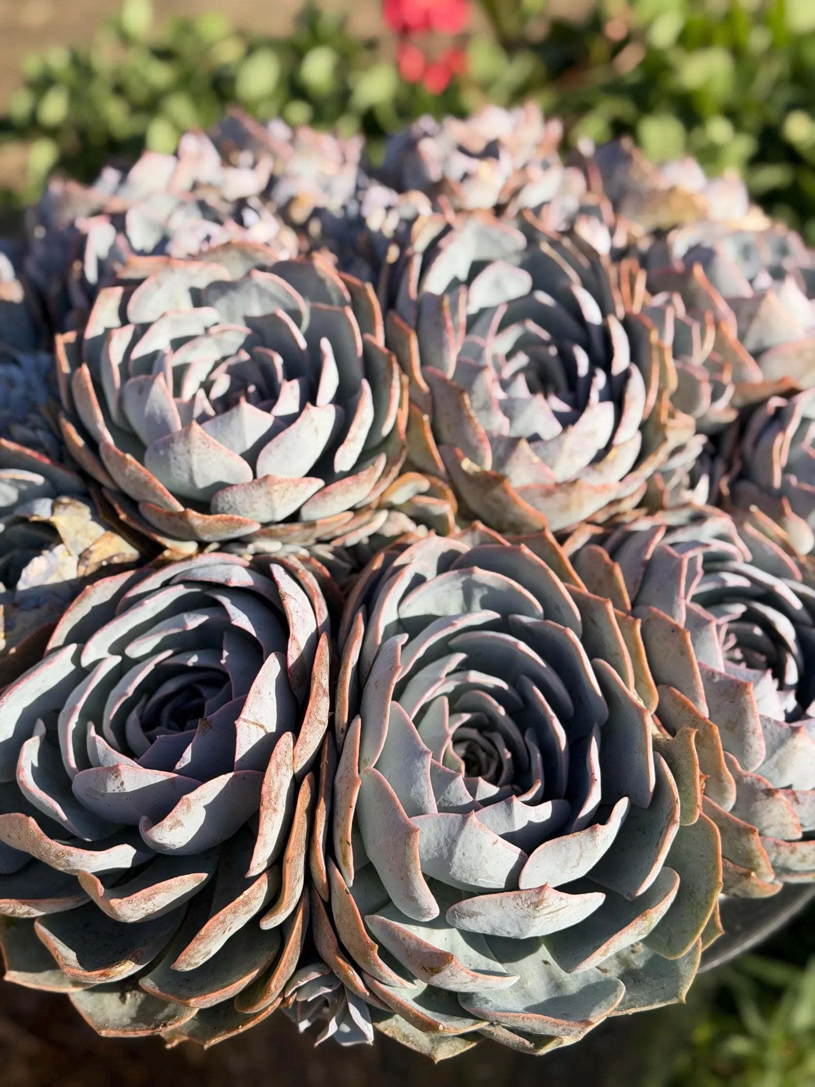 Large Purple Echeveria Cluster