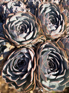 Large Purple Echeveria Cluster