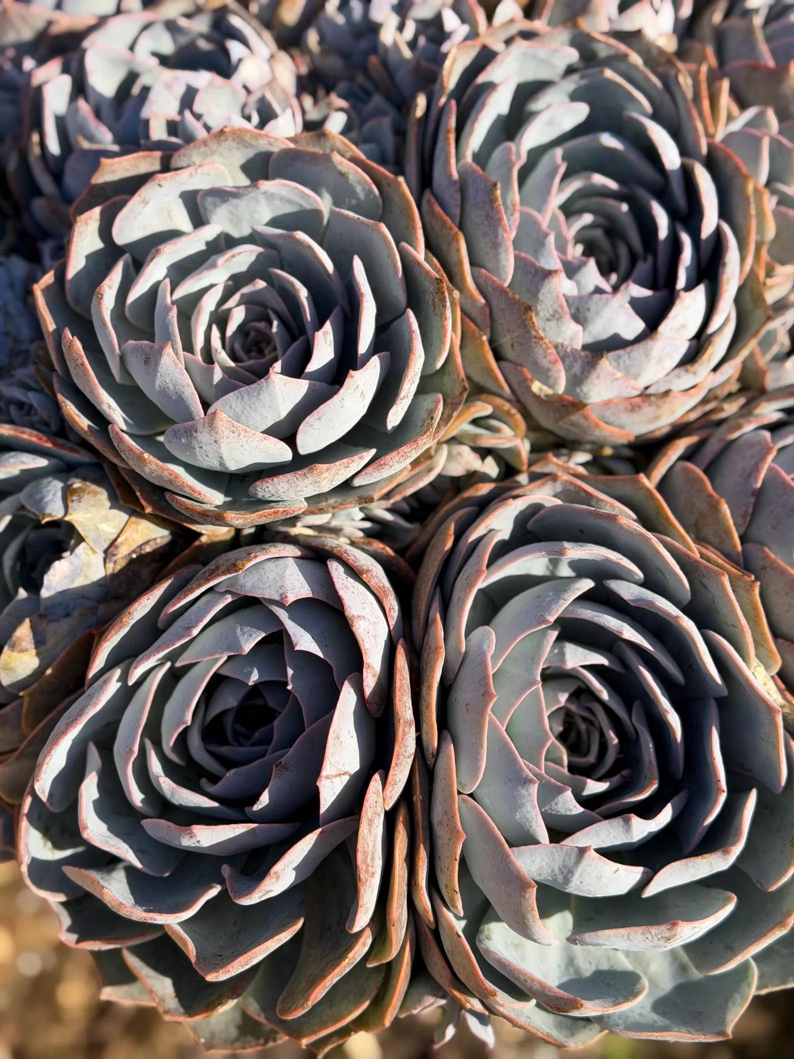 Large Purple Echeveria Cluster