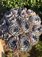 Large Purple Echeveria Cluster