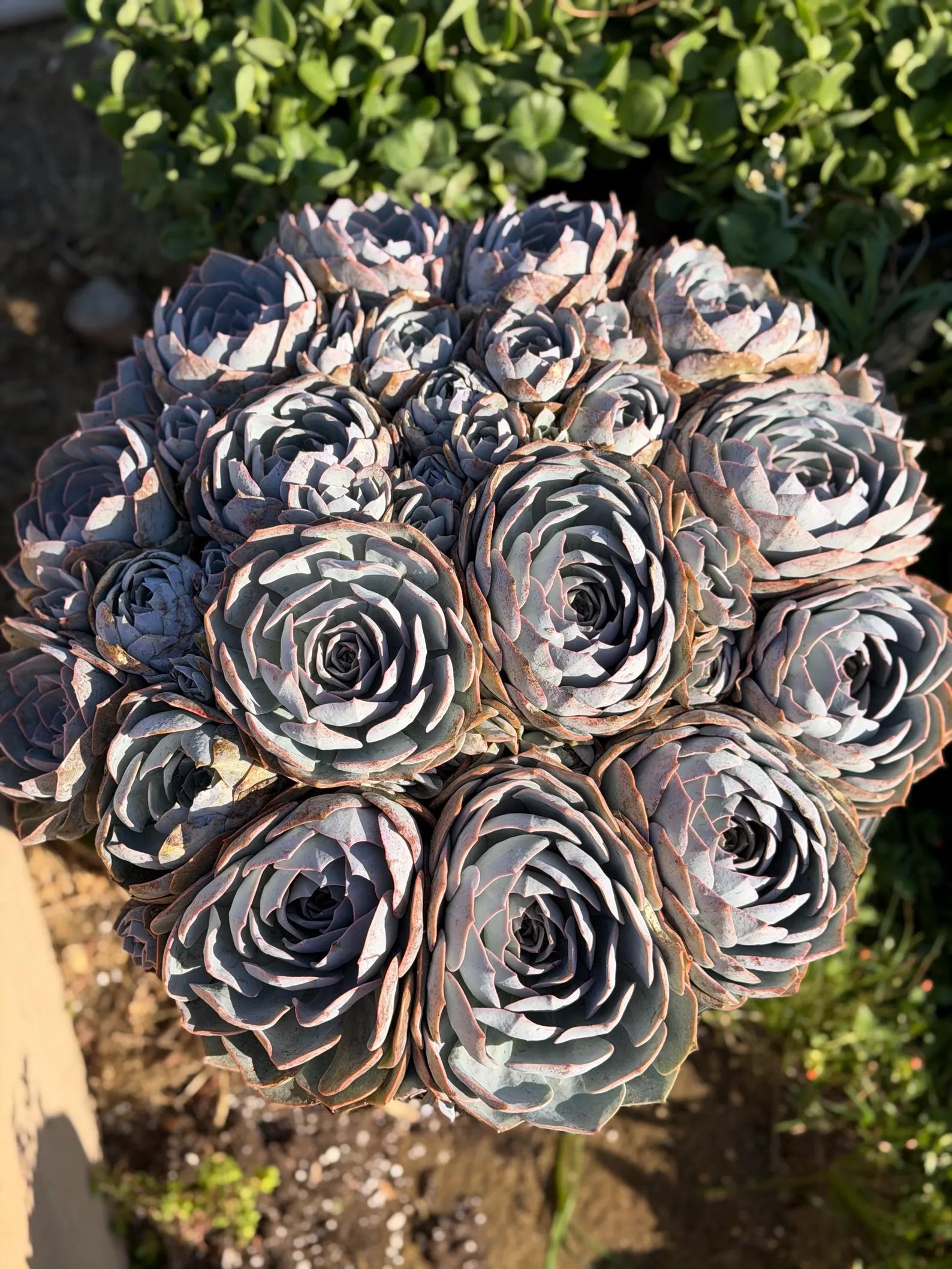 Large Purple Echeveria Cluster