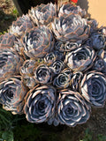 Large Purple Echeveria Cluster