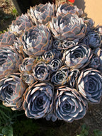 Large Purple Echeveria Cluster