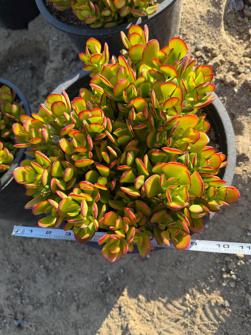 Crassula Ovata Jade Tree Live Succulent – Bonsai Money Plant (5 Gallon)