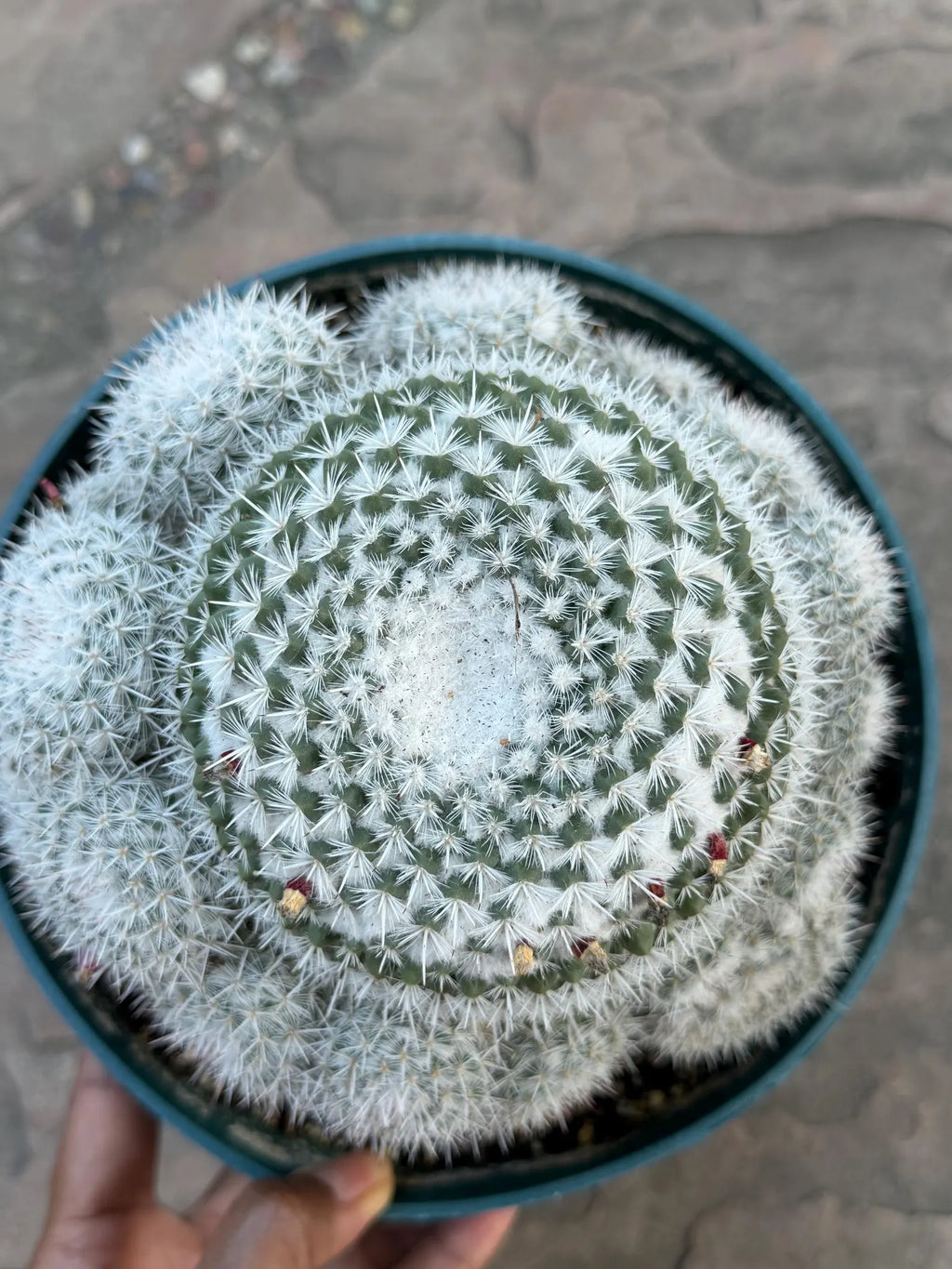 Mammillaria Parkinsonii Cluster | Rare Live Cactus #683