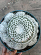 Mammillaria Parkinsonii Cluster | Rare Live Cactus #683