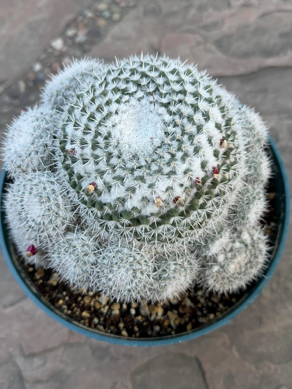 Mammillaria Parkinsonii Cluster | Rare Live Cactus #683