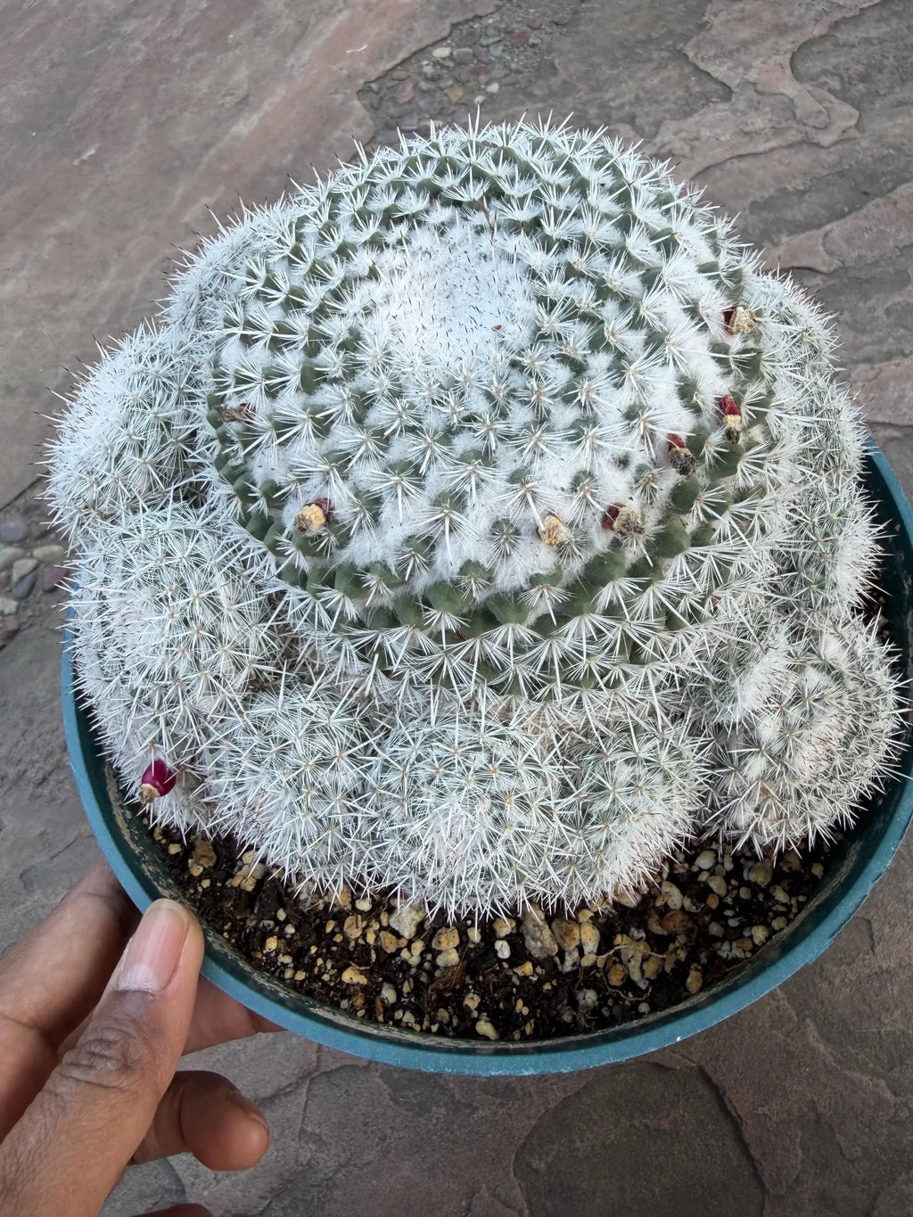 Mammillaria Parkinsonii Cluster | Rare Live Cactus #683