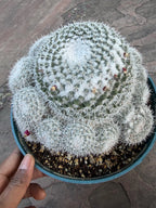 Mammillaria Parkinsonii Cluster | Rare Live Cactus #683