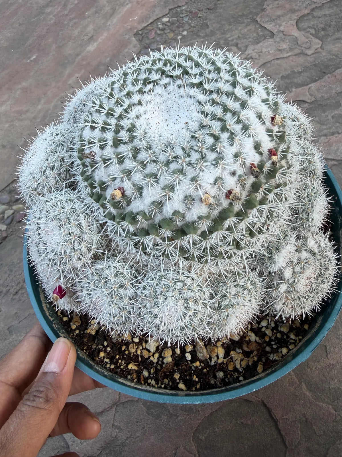 Mammillaria Parkinsonii Cluster | Rare Live Cactus #683