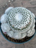 Mammillaria Parkinsonii Cluster | Rare Live Cactus #683
