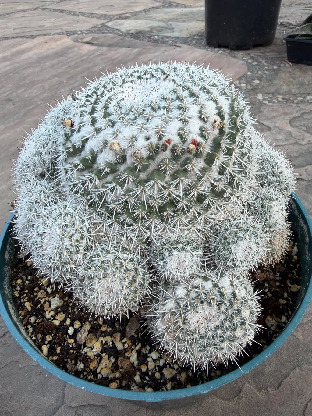 Mammillaria Parkinsonii Cluster | Rare Live Cactus #683