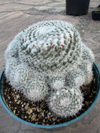 Mammillaria Parkinsonii Cluster | Rare Live Cactus #683