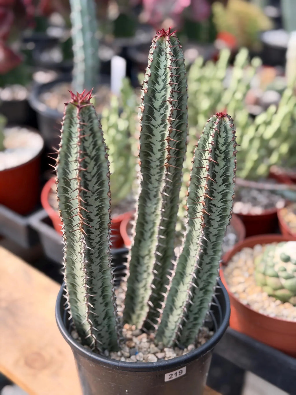 Euphorbia Confinalis Rare Spiked Succulent Live Plant #219