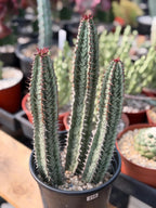 Euphorbia Confinalis Rare Spiked Succulent Live Plant #219