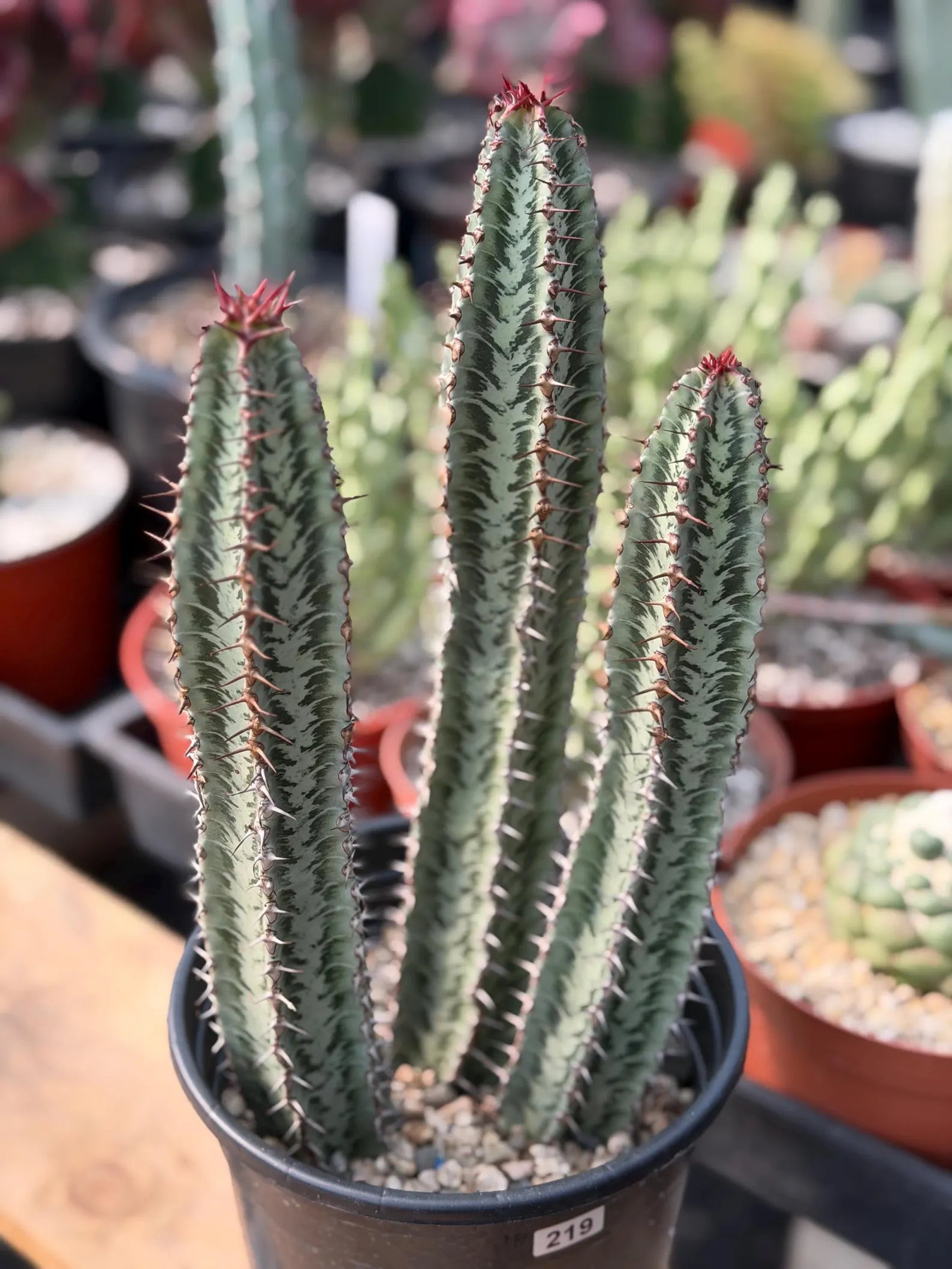 Euphorbia Confinalis Rare Spiked Succulent Live Plant #219