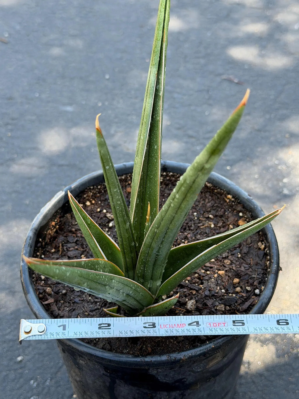 Sansevieria Downsii Live Plant | Rare Snake Plant
