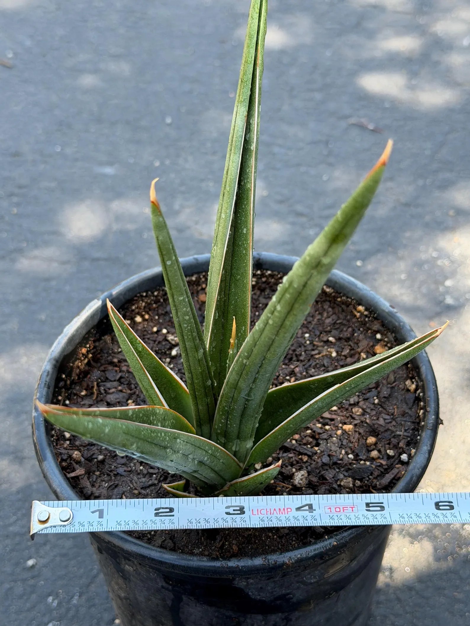 Sansevieria Downsii Live Plant | Rare Snake Plant
