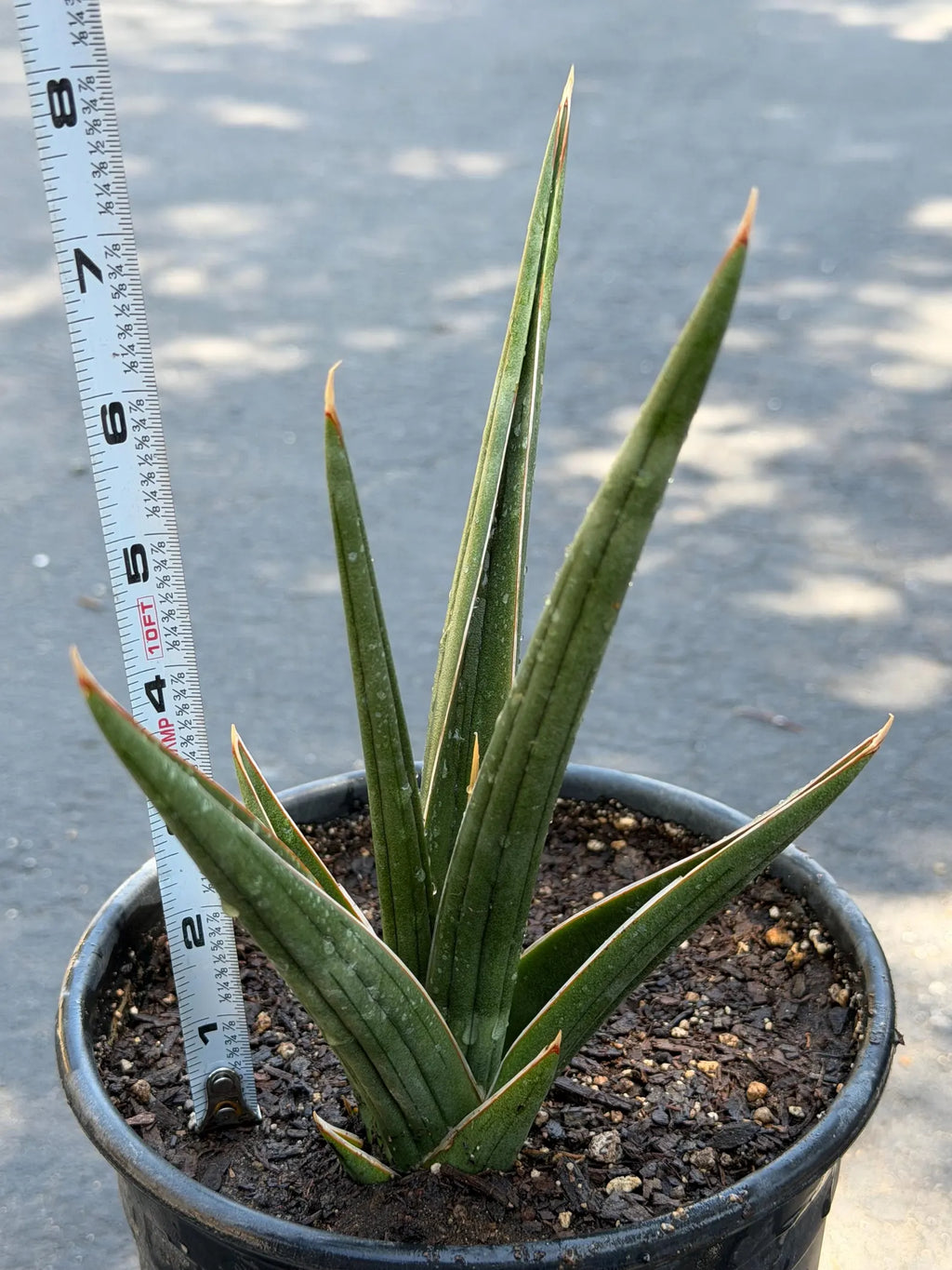 Sansevieria Downsii Live Plant | Rare Snake Plant