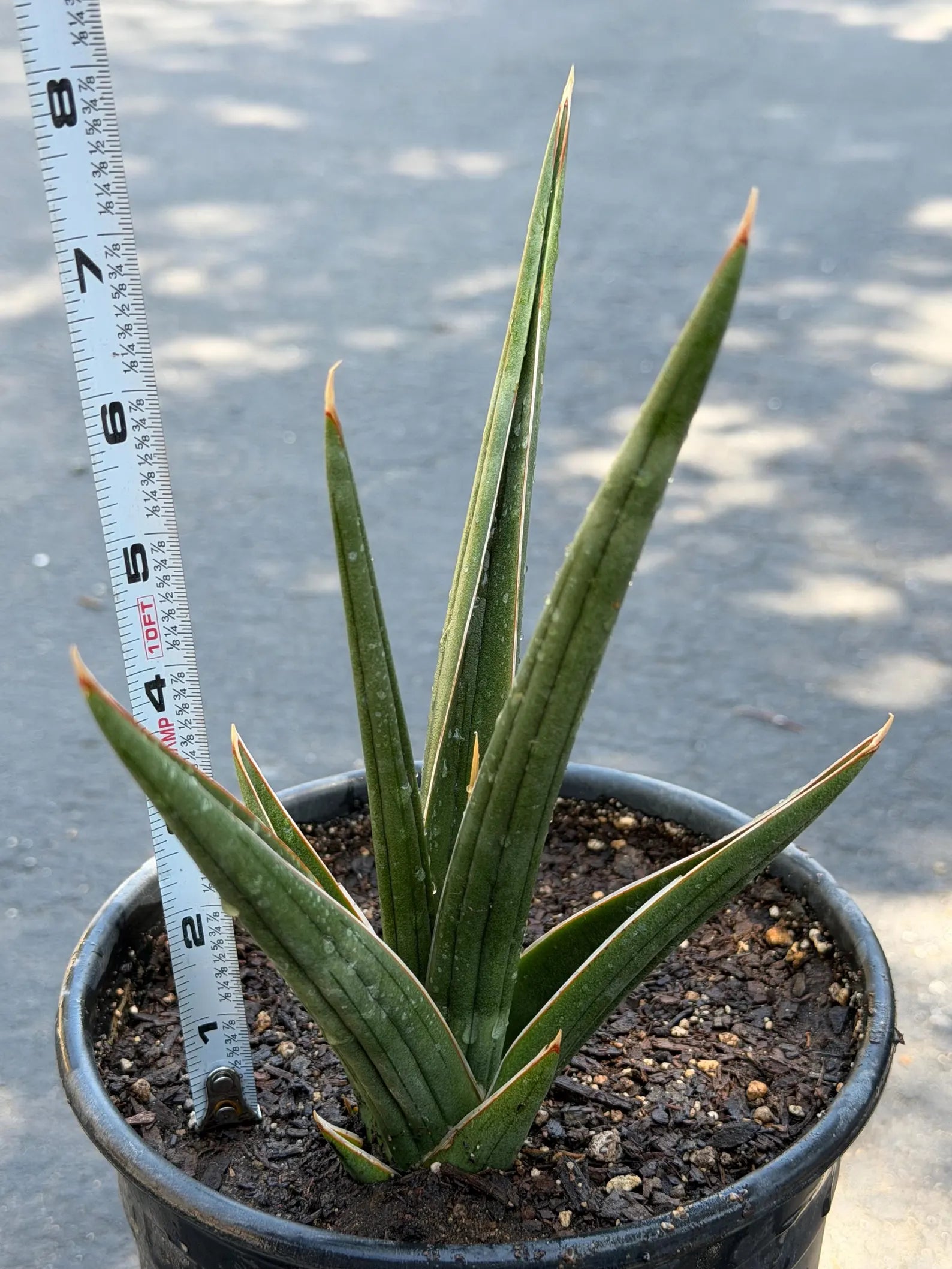 Sansevieria Downsii Live Plant | Rare Snake Plant