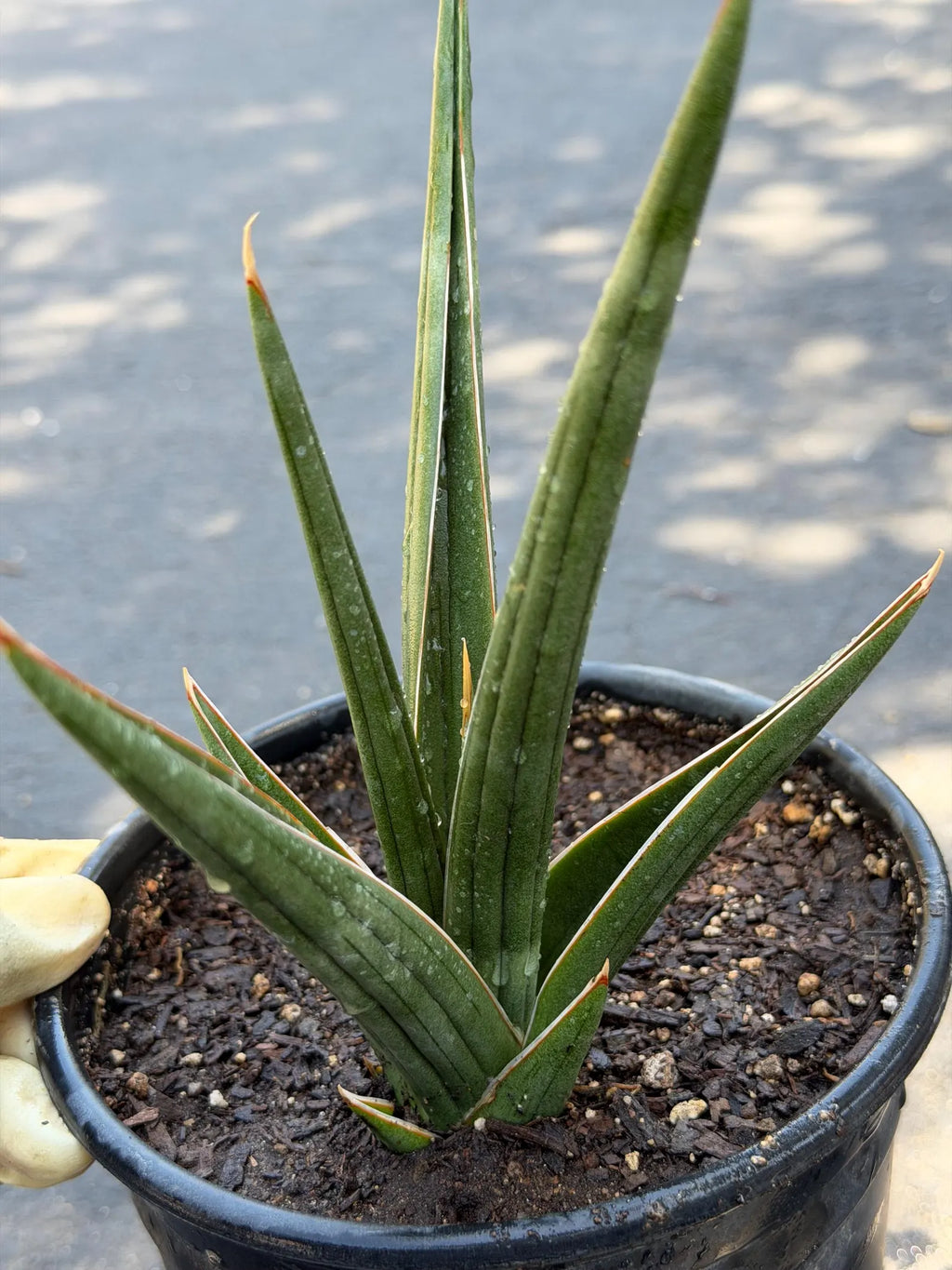 Sansevieria Downsii Live Plant | Rare Snake Plant