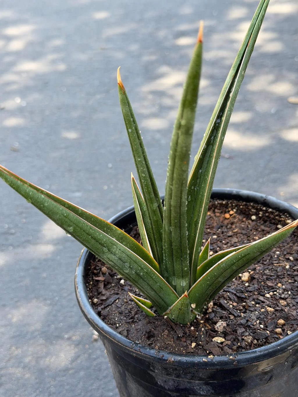 Sansevieria Downsii Live Plant | Rare Snake Plant