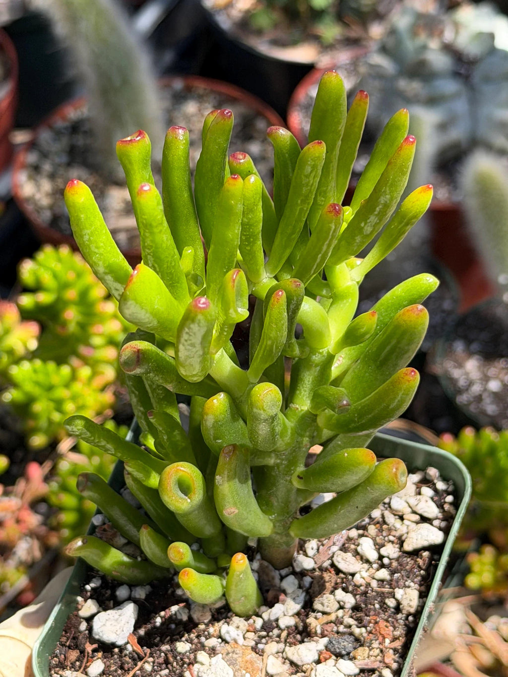 Bonsai Jade Tree (Crassula ovata) – Hardy Live Succulent Plant with Established Roots
