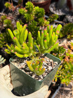 Bonsai Jade Tree (Crassula ovata) – Hardy Live Succulent Plant with Established Roots