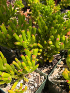 Bonsai Jade Tree (Crassula ovata) – Hardy Live Succulent Plant with Established Roots