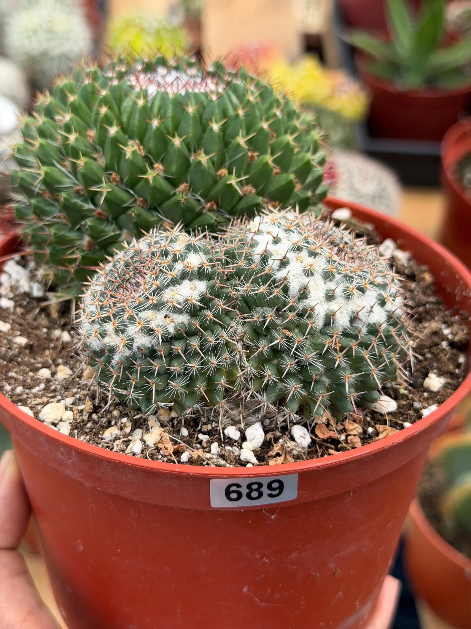 Mammillaria Formosa Double Head Cactus #689 | Rare Live Cactus | Exact Plant