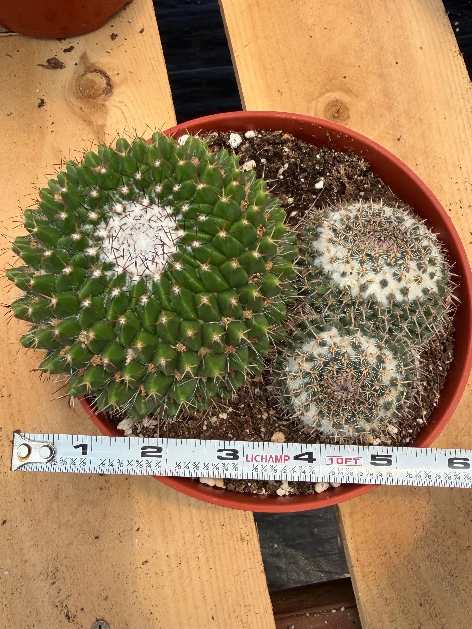 Mammillaria Formosa Double Head Cactus #689 | Rare Live Cactus | Exact Plant