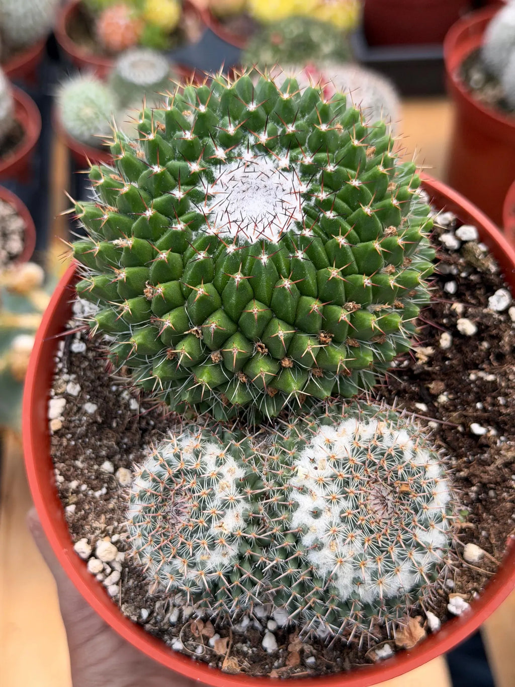 Mammillaria Formosa Double Head Cactus #689 | Rare Live Cactus | Exact Plant