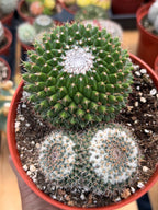 Mammillaria Formosa Double Head Cactus #689 | Rare Live Cactus | Exact Plant