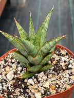 Sansevieria Rockman Live Plant | Rare Snake Plant | Easy Care Indoor Houseplant