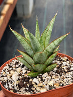 Sansevieria Rockman Live Plant | Rare Snake Plant | Easy Care Indoor Houseplant