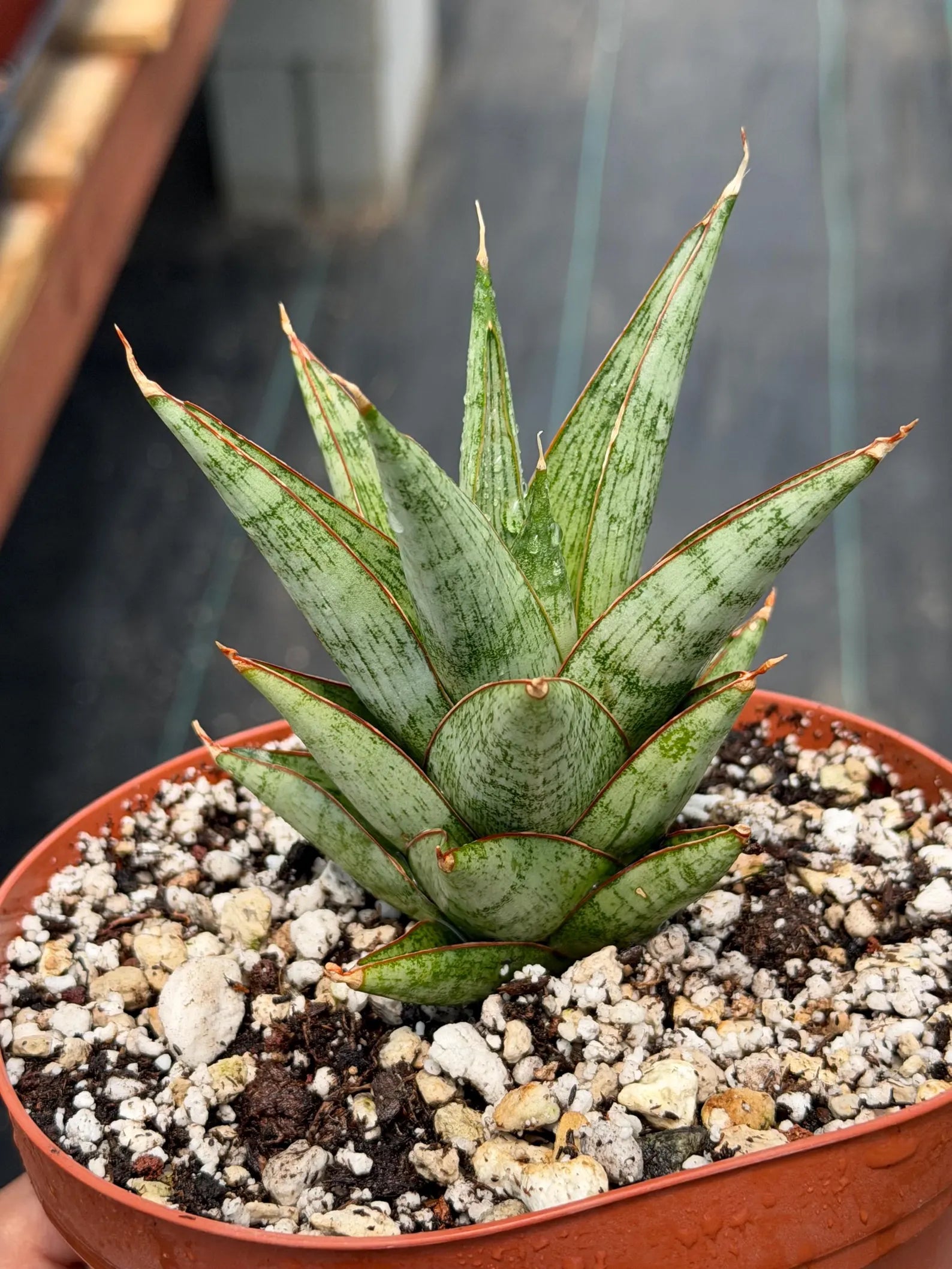Sansevieria Rockman Live Plant | Rare Snake Plant | Easy Care Indoor Houseplant