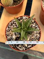 Sansevieria Rockman Live Plant | Rare Snake Plant | Easy Care Indoor Houseplant