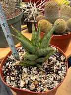 Sansevieria Rockman Live Plant | Rare Snake Plant | Easy Care Indoor Houseplant