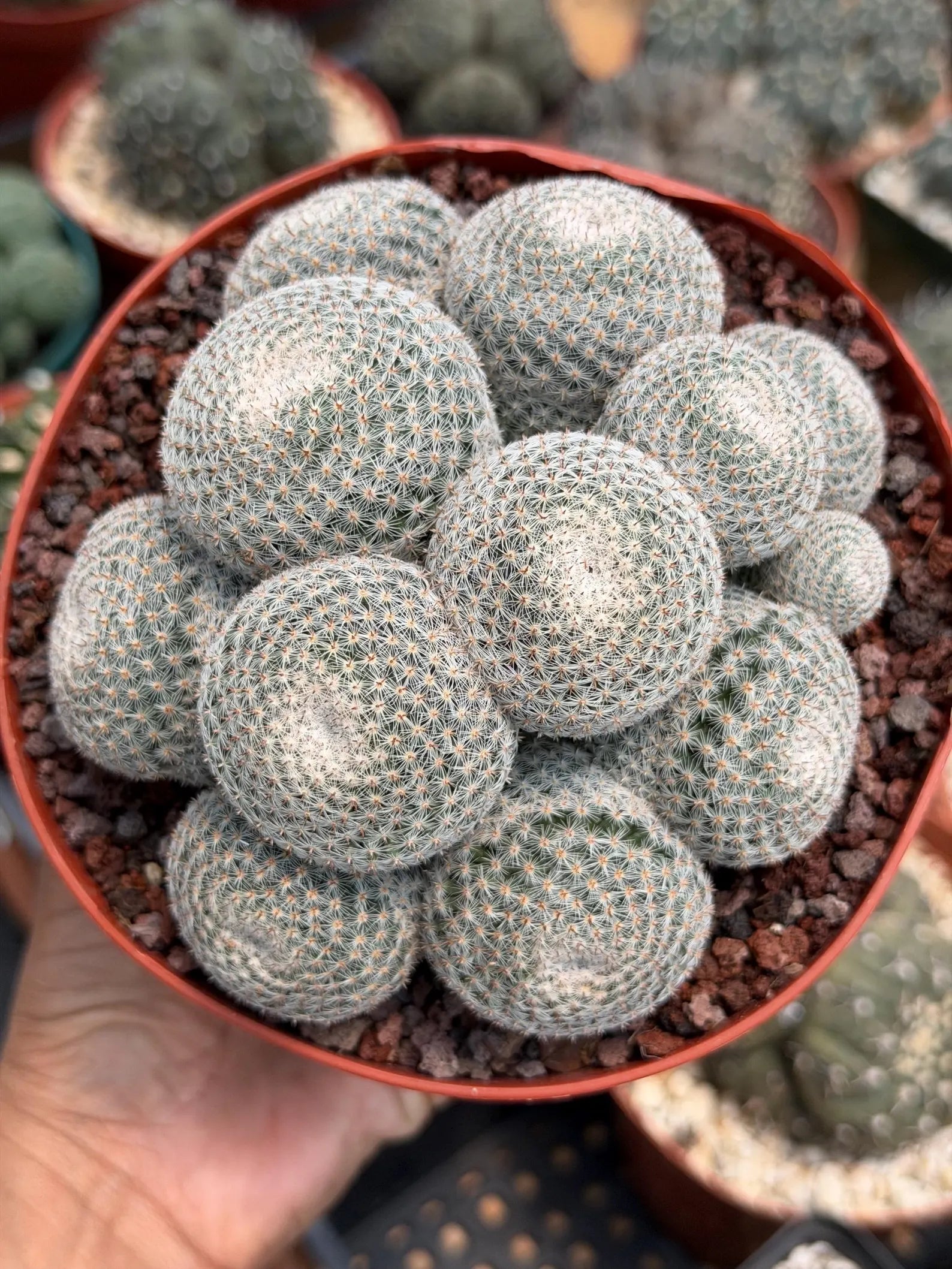 Mammillaria Perbella Cluster Cactus – Rare Live Plant #694