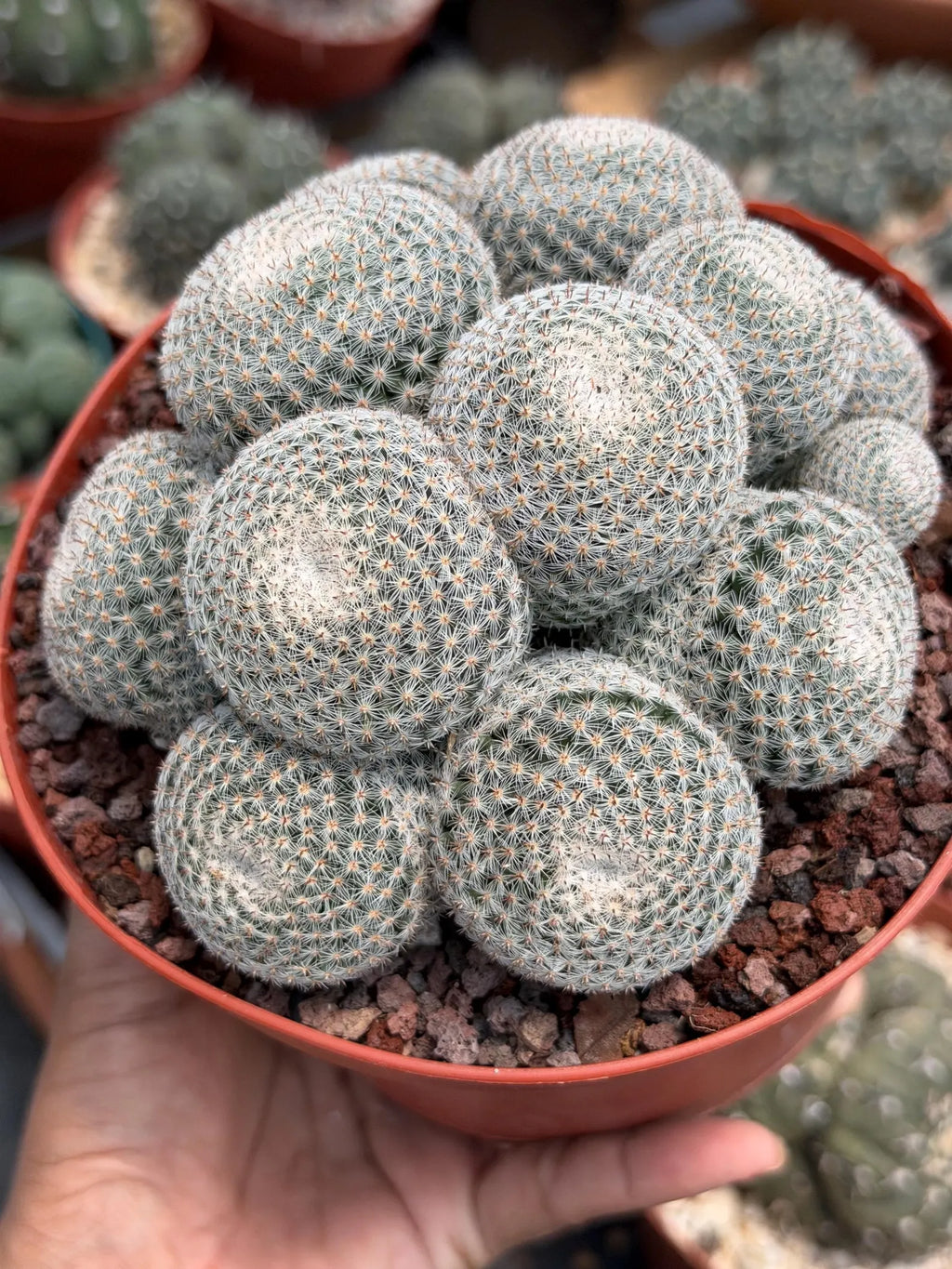 Mammillaria Perbella Cluster Cactus – Rare Live Plant #694