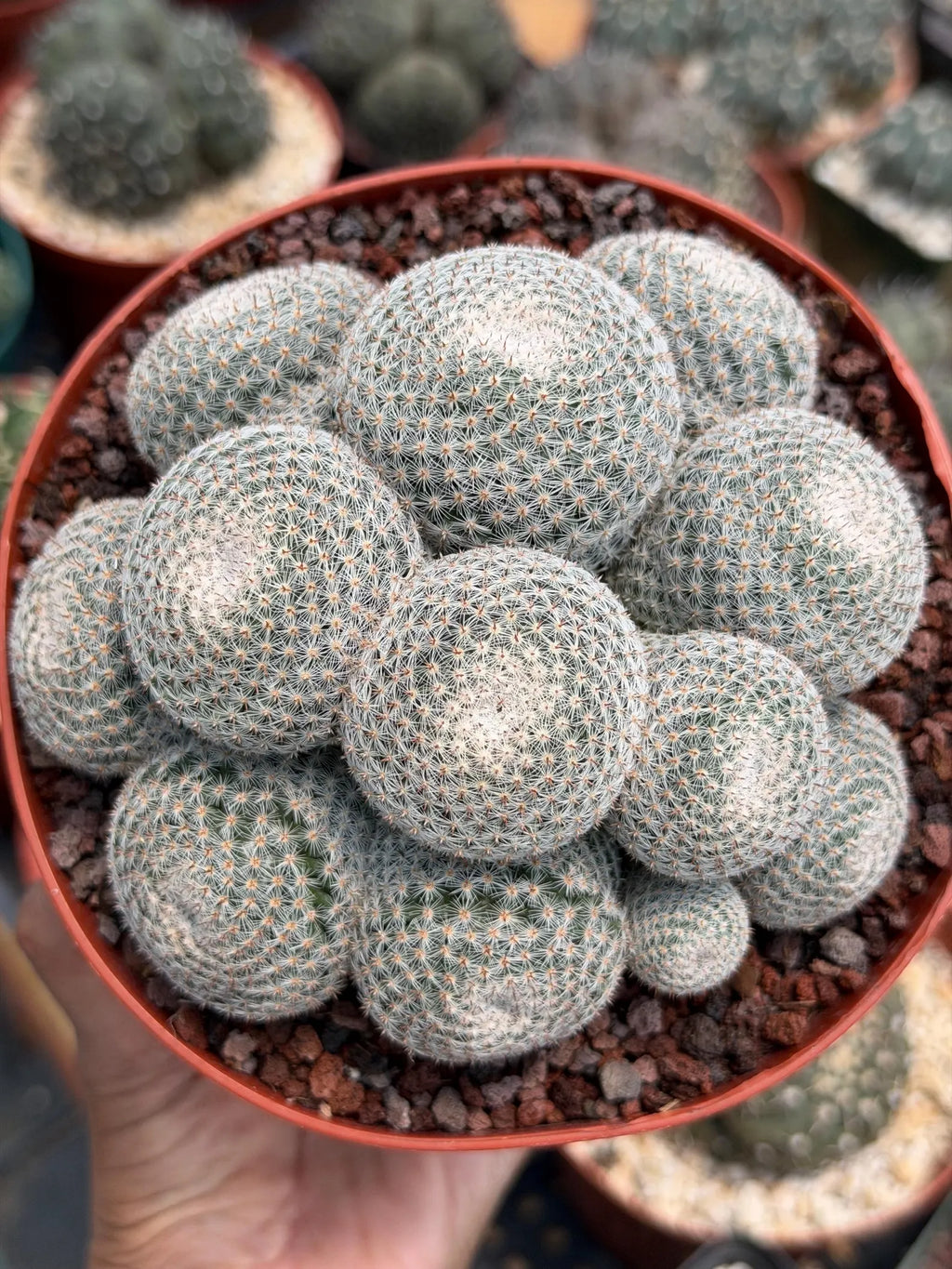 Mammillaria Perbella Cluster Cactus – Rare Live Plant #694