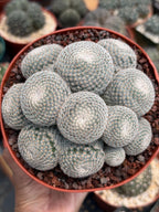 Mammillaria Perbella Cluster Cactus – Rare Live Plant #694
